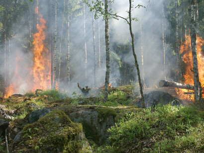 Devastazione delle foreste
