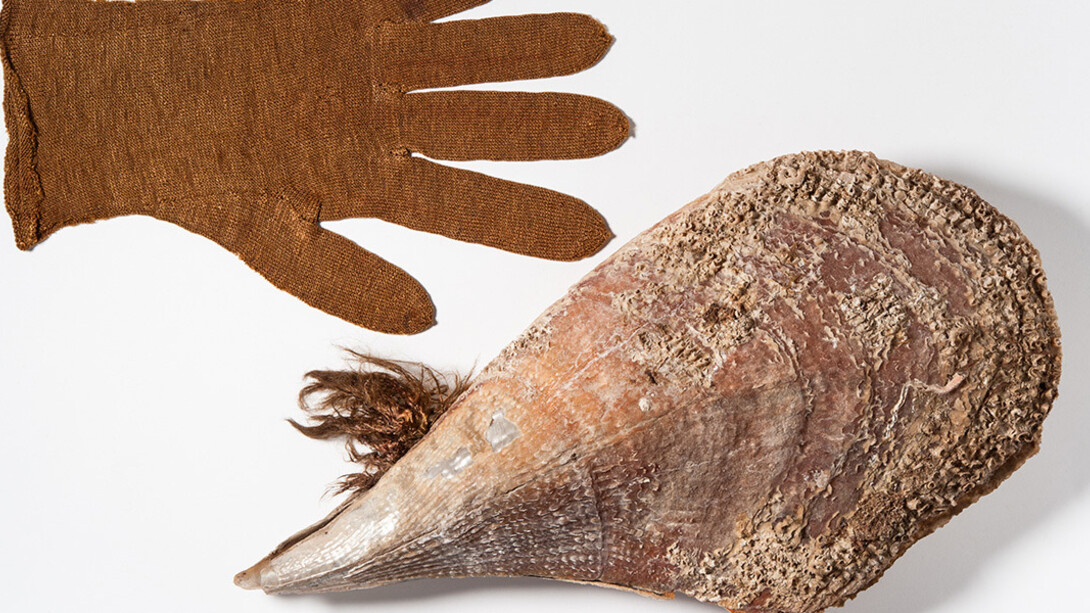 Molluscs. Courtesy of Museum für Naturkunde