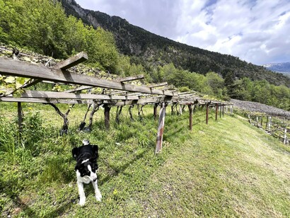 The snow-covered peaks of Mont Blanc influence the crisp, mineral character of the Blanc de Morgex et de La Salle wine © Donatella Polizzi