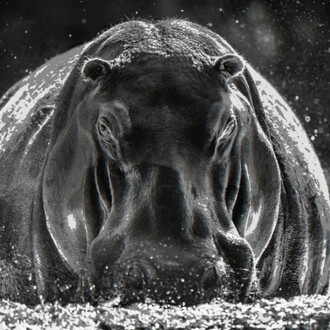 Pride Rock. Courtesy of Maddox Gallery