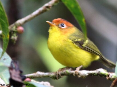 Yellow-breasted Warbler © Gehan de Silva Wijeyeratne 