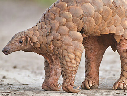 In the case of SARS-CoV-2, the species route to humans is very much uncertain