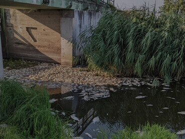  Dead fish in the Oder River during the 2022 Oder environmental disaster