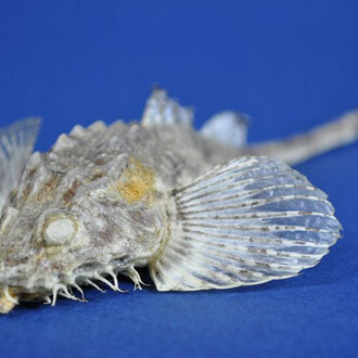 Zoology. Courtesy of RAMM