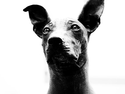 Aunque existen otros perros sin pelo en el mundo, el viringo peruano evolucionó de manera independiente y destaca por su profundo valor histórico, cultural y biológico
