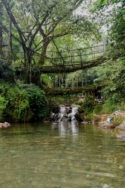 A centuries-old living root bridge surrounded by the dense greenery of Meghalaya’s sacred woodland landscapes, India