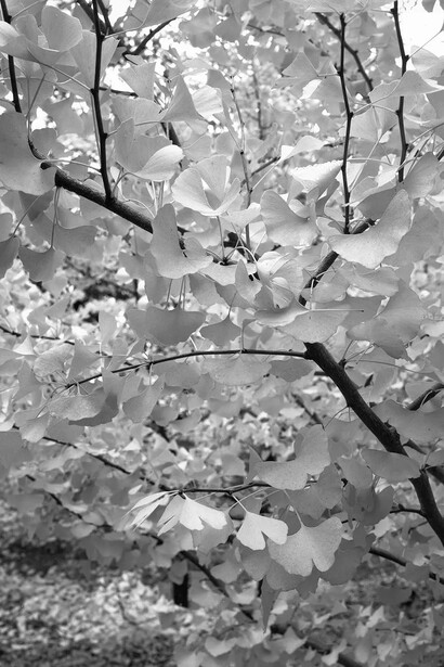 Nicholas Nixon, Arnold arboretum no. 3, 2021. Courtesy of Robert Klein Gallery
