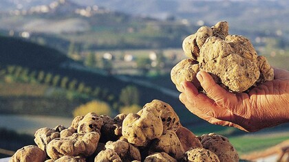 La 20ma Fiera nazionale del tartufo bianco