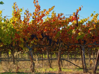 Vigna di Sagrantino, Umbria, Italia