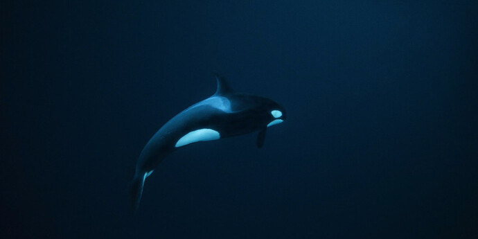 Whiteout: Visions from an Eternal Winter. Courtesy of Paul Nicklen Gallery 