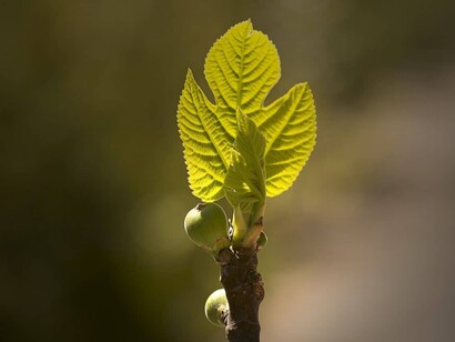 Gemmoderivato