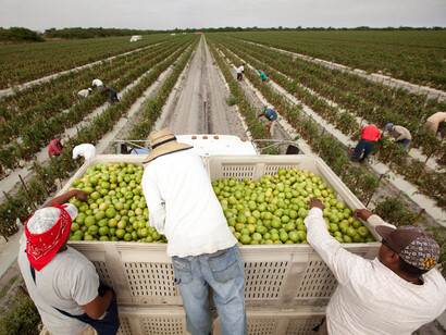 Recolectoes de fruta mexicanos trabajando al otro lado de la frontera