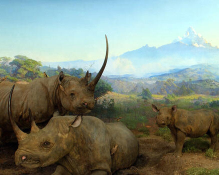 Akeley Hall of African Mammals. Courtesy of American Museum of Natural History