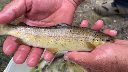 A man holding a freshly caught red-spotted trout in his hands