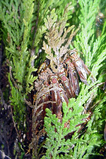 Avispas Polistes versicolor, las mismas que encontraría Moritz en su excursión al Avila. Estas avispas no “anidan” entre las ramas de árboles y arbustos, sino que hibernan durante los meses mas frescos en el norte de Venezuela. Fotografía: Jorge M. González