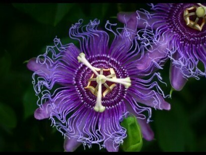 Passiflora Incarnata