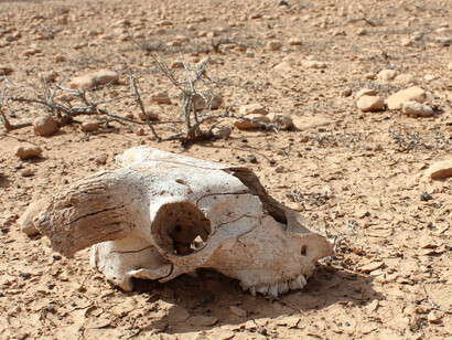 Devastating impact on animals