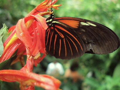 Mariposa heliconia libando
