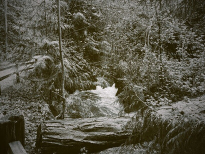 Fallen tree trunk at Still Creek, symbolizing nature's constant transformation