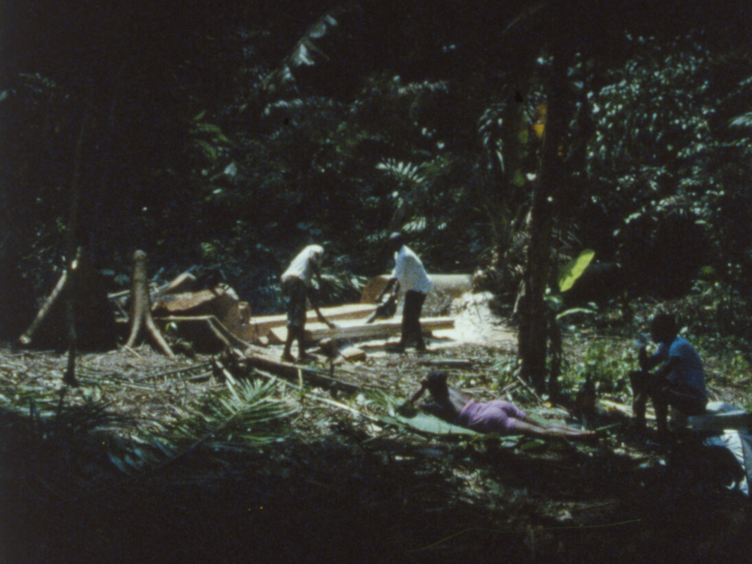 Falling trees, (new film) 2014, 16mm film, colour, no sound, about 8’55’’ Produced by Fondazione HangarBicocca, Milan © João Maria Gusmão + Pedro Paiva