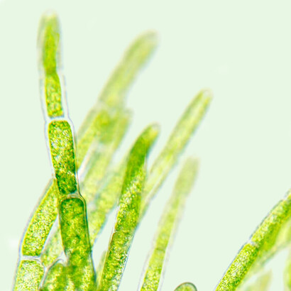 Nanofibre dai cianobatteri: Una svolta per la produzione di carne sostenibile