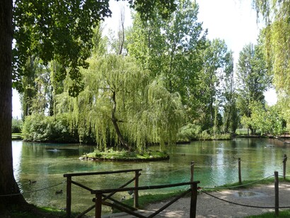 Alberi a Clitunno, Perugia, Umbria. Sul fondo del lago vi è una rigogliosa e rara vegetazione, i colori azzurro e verde smeraldo dominano intensi. I tronchi degli alberi, soprattutto dei pioppi, sono possenti e sembrano avere i loro volti e le loro espressioni