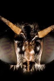 Hermetia illucens