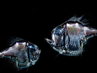 Argyropelecus aculeatus