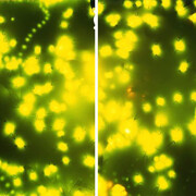 Manif d’art. Courtesy of Musée national des beaux-arts du Québec