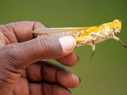 Climate change and conflict are the two factors that now have brought record numbers of locusts 