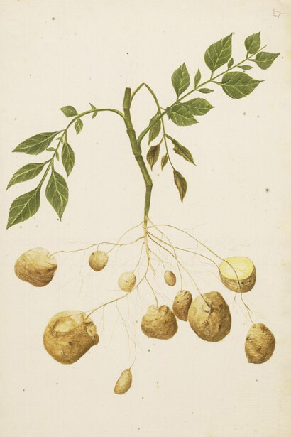 Antigua ilustración de la planta de papa