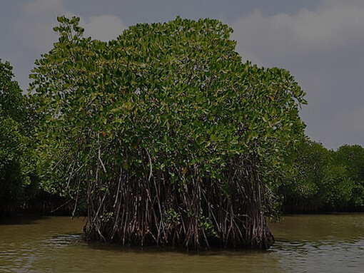 This is a section of the Mangrove Forest Creek nestled in Robinson Island, Kinya'ole, Fundissa, within the Magarini Constituency of Kilifi County, Kenya