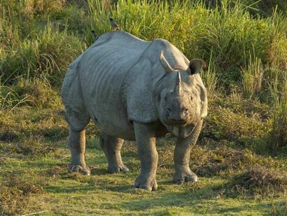 Rhinoceros in Gorumara National Park