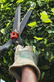 Topiary art originated in the first century B.C. in ancient Rome at the time of Lucullus and Sallustius