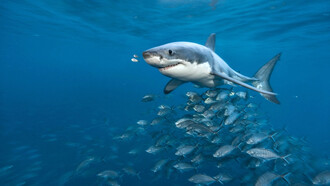 Solo había una droga con la cual se atiborraba: la adrenalina