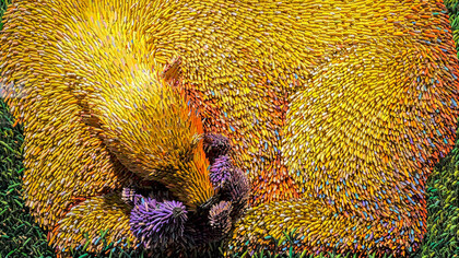 Arte da riciclo, orsa gioca con il suo piccolo, © Federico Uribe. Gli orsi, con il loro lato tenero e buono, fatti con le punte rimaste delle matite colorate, in un arcobaleno variopinto ed allegro