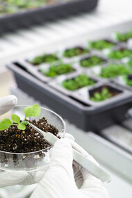 Analisi genetiche sulle piante
