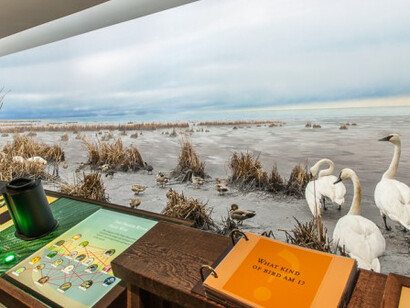 Natural History Gallery. Courtesy of Royal BC Museum