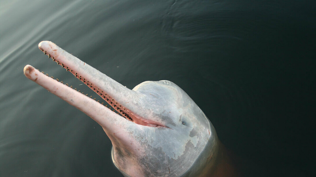 The Boto Cor-de rosa, the pink river dolphin of the Brazilian Amazon