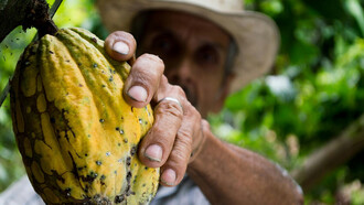 Descubra a história e os benefícios da medicina do cacau, uma prática ancestral que remonta à civilização olmeca e é reverenciada por suas propriedades espirituais e de bem-estar. Conheça como o cacau pode transformar sua vida