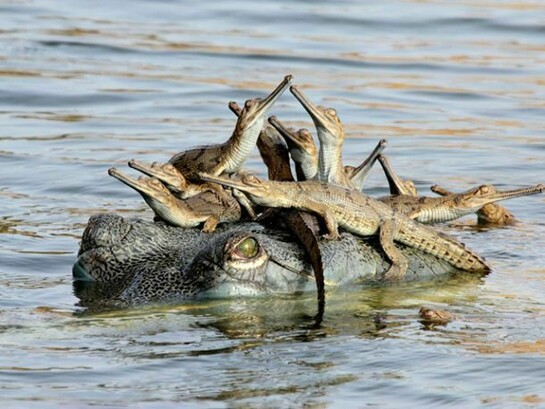 Mother’s little headful, Udayan Rao Pawar (India), © Udayan Rao Pawar/ Wildlife Photographer of the Year 2013