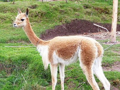 La vicuña ocupa un lugar destacado en el escudo nacional peruano, como representación de su rica biodiversidad y patrimonio cultural