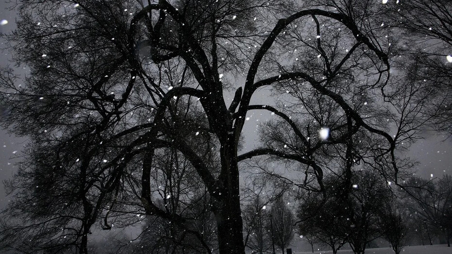 Elijah Gowin, Tree 2 (detail), 2014. Courtesy of Robert Mann Gallery