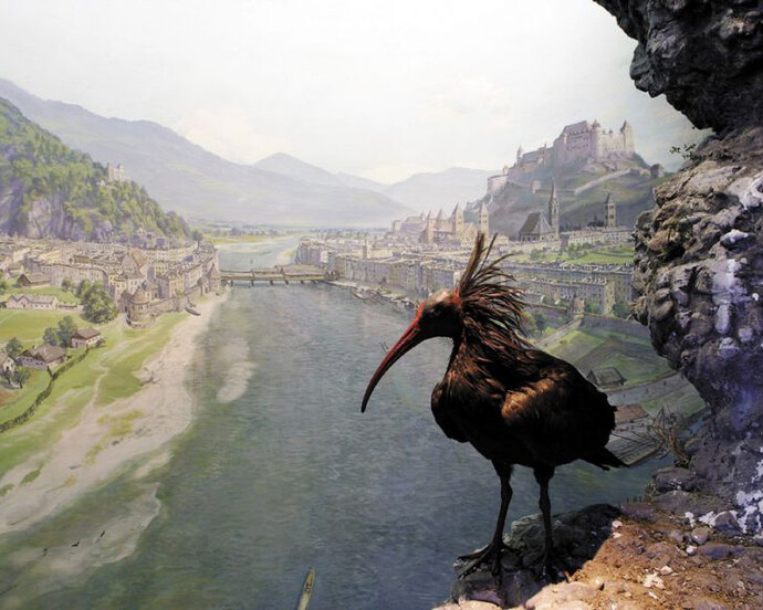 Salzach Lifeline. Courtesy of Haus der Natur 