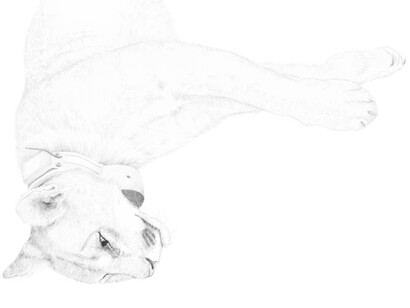 Joseph Smolinski, Cougar, 2014, silverpoint on prepared paper, 21 3/4 x 27 1/2 in. (55.2 x 69.8 cm)