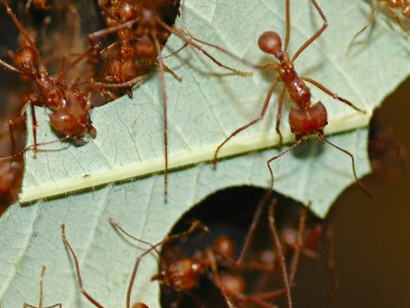 Creatures. Courtesy of Montshire Museum of Science