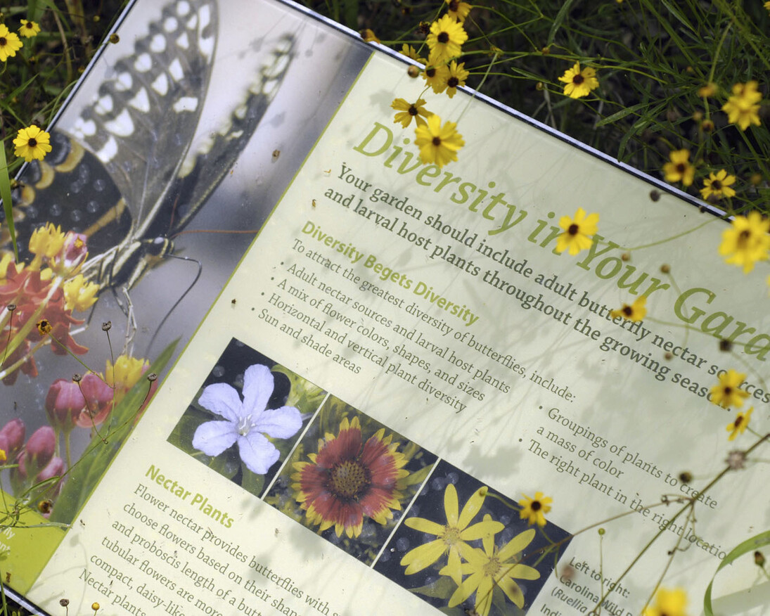 Florida Wildflower & Butterfly Garden. Courtesy of Florida Museum of Natural History