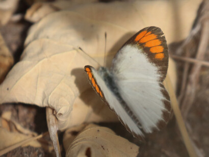 Small Orangetips were common at Backwaters Lodge © Gehan de Silva Wijeyeratne