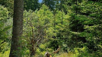 Paesaggio di una foresta illuminata dal sole del mattino