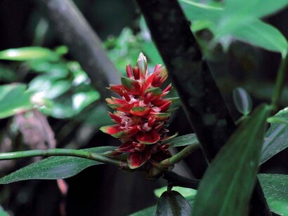 Un fiore raro nella foresta amazzonica